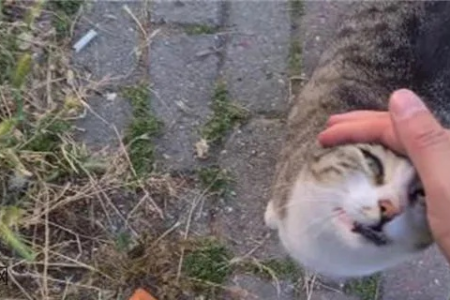 流浪猫半夜撕心裂肺的叫声，是发情还是求救信号？