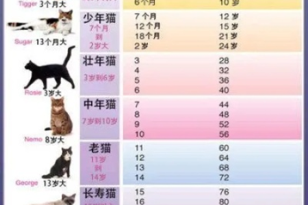 一岁半的猫和人几岁差不多？宠物猫年龄换算的实用指南