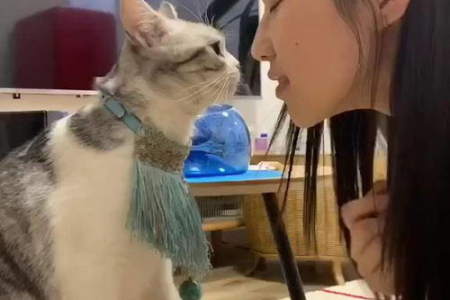 夜猫子是猫吗？猫咪深夜叫唤的原因大揭秘