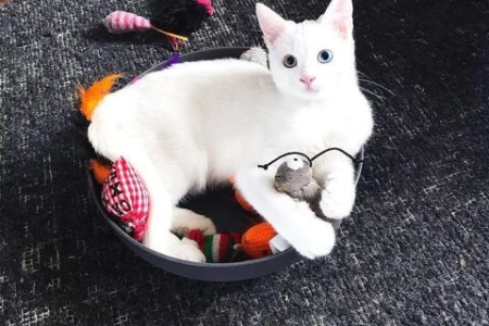 猫咪的异瞳是天生还是后天？详解异瞳形成的原因