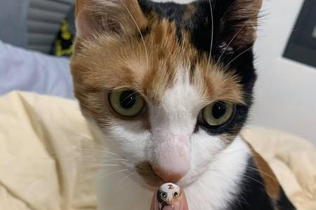 日本猫品种大全：超萌猫咪图鉴及品种介绍