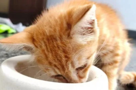 橘猫掉毛有多严重？深度解析橘猫掉毛原因及解决办法