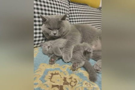 深夜治愈：超全小黑猫种类图鉴及品种介绍