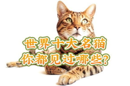 世界上最漂亮的猫有哪些？盘点全球十大颜值爆表猫咪