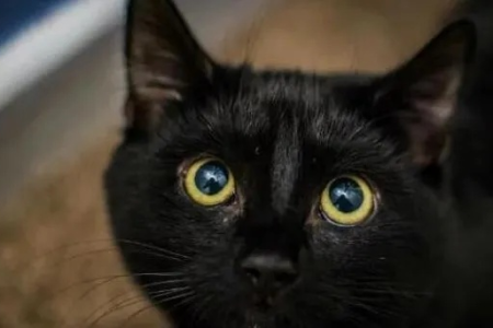 黑猫名字大全：盘点各种黑色猫咪的名称及品种