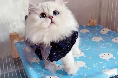 想拥有长毛银点猫？教你如何科学配对