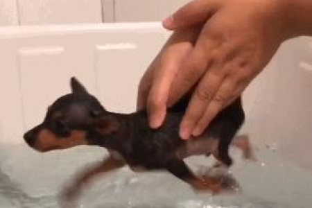 超爱游泳的猫咪是什么品种？揭秘世界上唯一喜欢游泳的猫