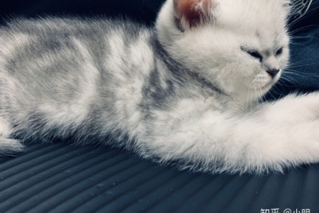 虎斑与银渐层杂交，小猫毛色会有哪些可能性？