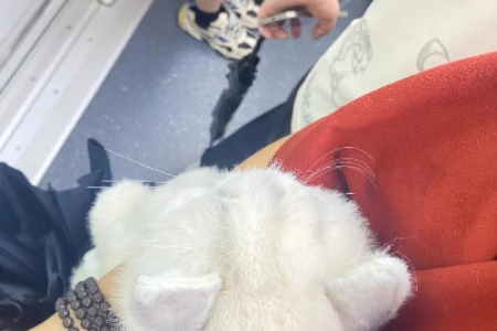 地铁安检能查出猫吗？偷偷带猫上车会被发现吗？