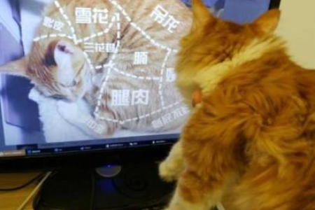 坐公交车能带猫吗？宠物乘车规定及解决方法