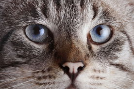 小猫早晨的眼睛形状是怎样的？带你了解猫咪瞳孔秘密！