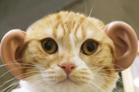 猫耳朵的主要作用是什么？揭秘猫咪耳朵的秘密武器！