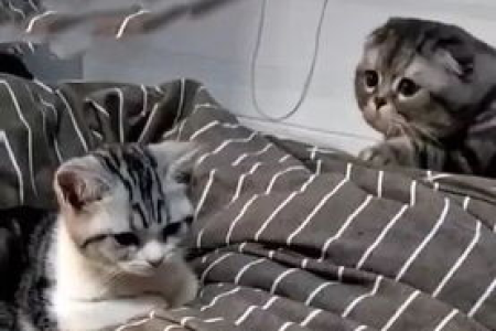 女生养公猫真的不行吗？看看这些理由再决定！