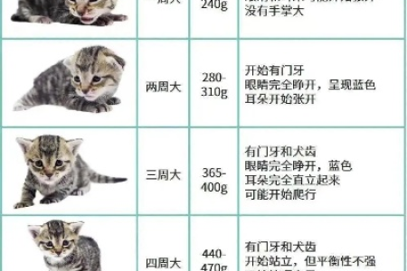 捡来的猫咪年龄怎么看？简单方法快速判断