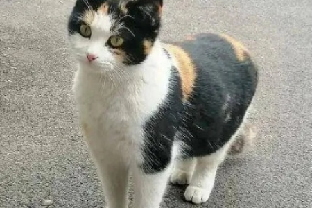 三花猫性格特点全方位解读：适合新手饲养吗？