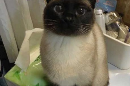 黑脸猫咪叫什么？暹罗猫怎么读？