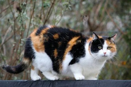 三色猫是幸运猫吗？解读三色猫稀有与幸运的关联