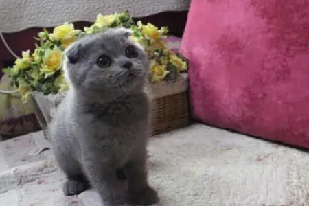为什么我的英短蓝猫尾巴一环一环的？