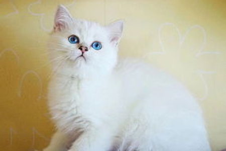 渐层身上有黄毛就是串的吗？猫咪黄毛原因深度解析