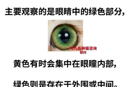 金渐层眼睛颜色等级划分：不同颜色代表什么？