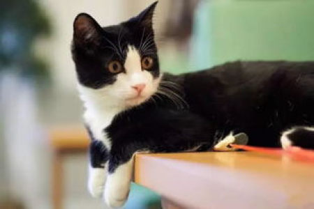 想了解奶牛猫？带你认识这种活泼好动的猫咪品种