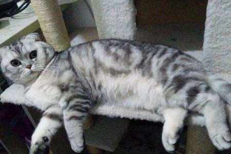 养猫雷区！这5种猫咪真的很难伺候