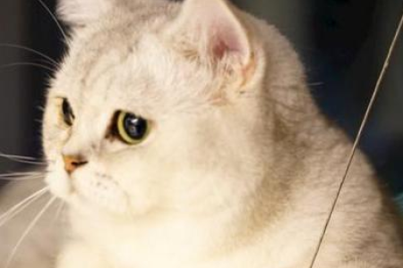 银点猫和银渐层猫杂交，后代会遗传哪些毛色基因？