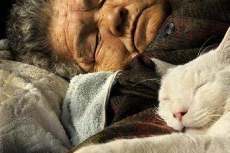 女生养猫的好处有哪些？它不止是宠物