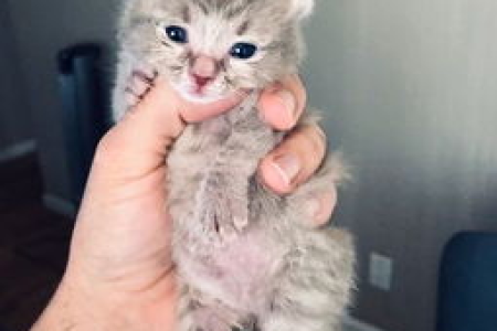 猫咪颜色与运气有关系吗？破解养猫颜色迷信