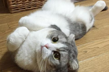 猫咪躺在主人脚边代表什么？安全感还是其他原因？