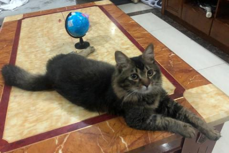 猫九条命的说法从何而来？科学解释猫咪的生存之谜