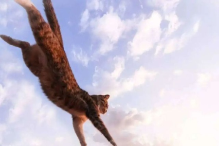 20楼高空坠落，猫咪真的能幸免于难吗？