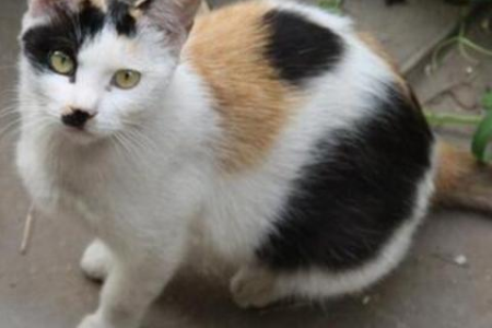 三花猫都是母猫吗？真相竟是如此稀奇！