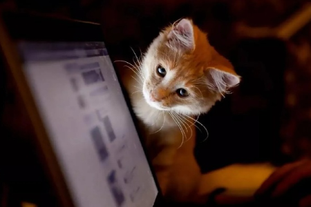 猫咪是夜猫子？黑暗还是灯光更让猫咪舒适？