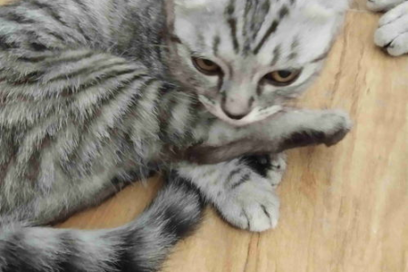 美短鱼骨纹猫咪是串吗？血统纯正如何辨别？