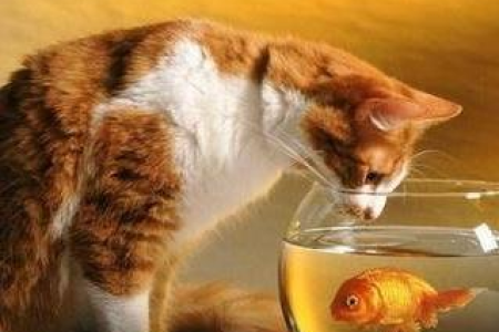 猫为什么爱吃老鼠和鱼？这和它们的狩猎本能和营养需求有关！