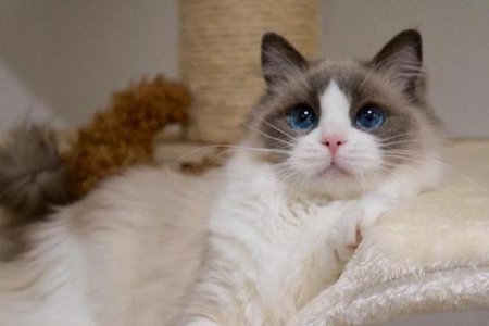 小猫长大后不粘人了怎么办？教你如何与猫咪重新建立亲密关系