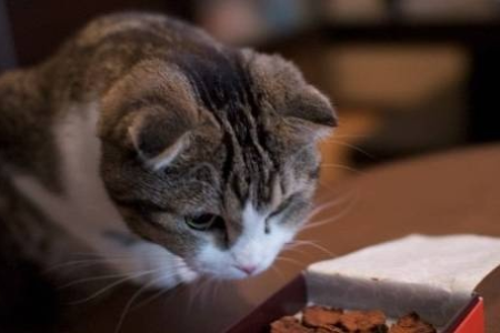 家猫埋食物代表什么？揭秘猫咪掩埋食物的多种可能性。