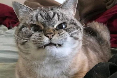 猫咪飞机耳是生气还是害怕？快速判断猫咪情绪