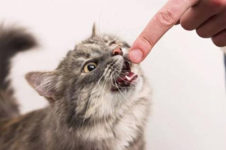 猫咪咬人怎么办？教你如何阻止猫咪咬人