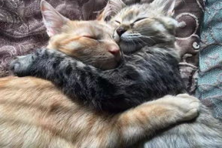 急问！小猫放后备箱会不会缺氧窒息？