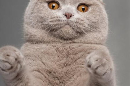 正常折耳猫尾巴软吗？教你辨别健康与疾病信号
