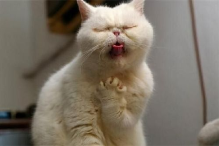 你的猫会晕车呕吐吗？如何判断和护理