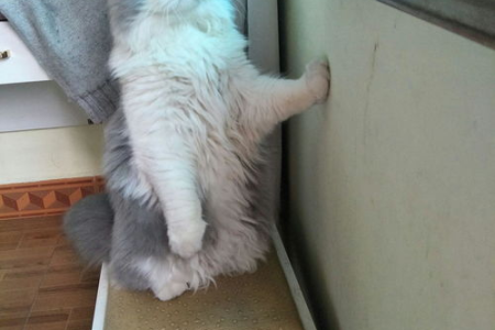 想养猫？先了解高地猫和拿破仑猫的区别！