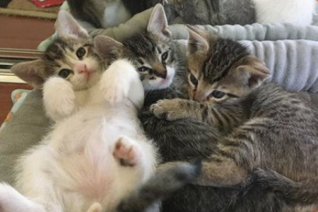 我家猫咪不让抱怎么办？6个妙招教你轻松抱抱主子