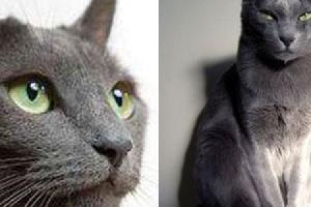 萌宠大比拼：科拉特猫和俄罗斯蓝猫的优缺点对比