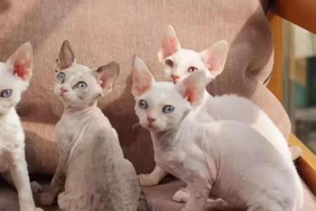 德文卷毛猫的优缺点大揭秘，适合你养吗？