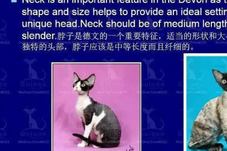 为什么德文卷毛猫这么贵？繁殖难成活率低是关键