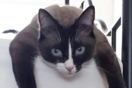 为什么雪鞋猫这么稀少？揭秘其珍稀程度