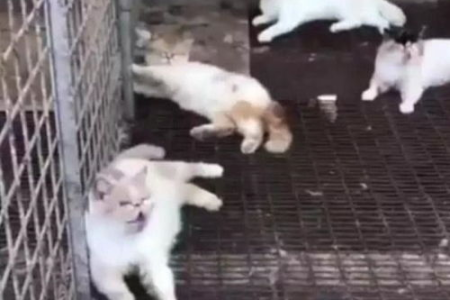 想知道布偶猫是不是纯种？几个小技巧教你轻松判断品相